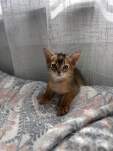 Abyssinian kittens