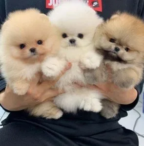 Intelligent Pomeranian puppies