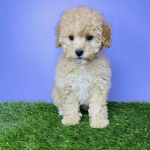 Teddybear tinytoy Maltipoo puppies available