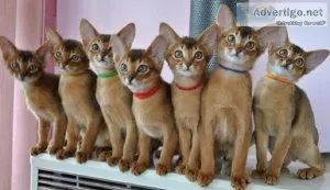 HGTRE SEDFRT Abyssinian kittens