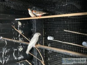 Zebra finch