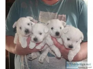 YJTDR YHYJU West Highland Terrier Puppies