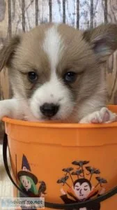 Akc Corgi&rsquos
