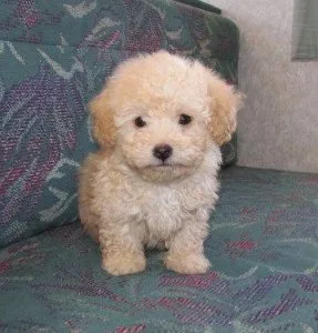 Poodle (toy)