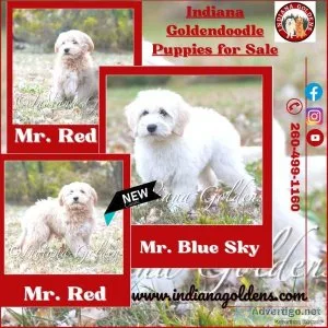 Know more about Indiana Goldendoodle Puppies for sale- Indiana G