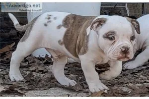 YJTJWE BGHYT American Bulldog puppies