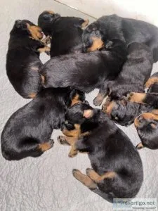 German Rottweiler Puppies for sale