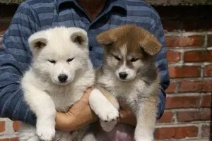 FHTRTH NJMKL Akita puppies