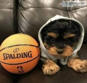 x.mas teacup yorkie pupy for a good and loving home