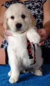 Golden retriever puppies