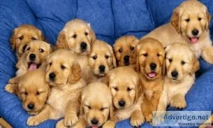 FGHFMN FHJGHM Golden Retriever puppies