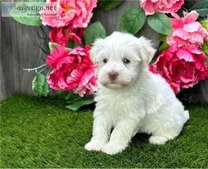 TRYRE GHFJY Havanese puppies