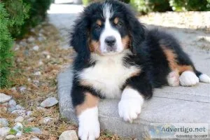 GRHW JHHG Bernese Mountain Dog puppies