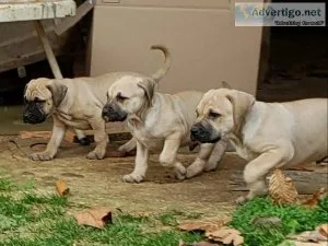 Black Mouth Cur pups