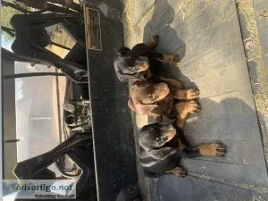 Male Doberman Pup