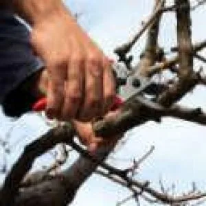 Tree Pruning and Trimming Cobbitty