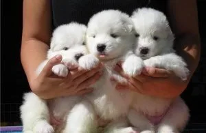 GFHGRT GFHG Samoyed puppies