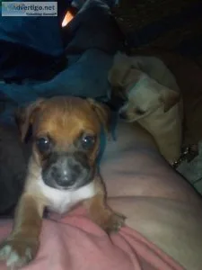 Chiweenie pups