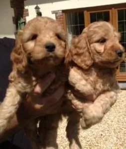 HGJGFR JHKU Cockapoo puppies