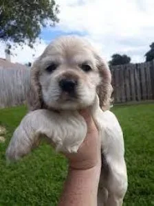 2 male Cocker spaniels