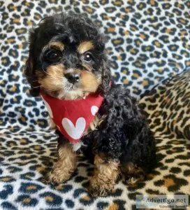 cavapoo puppies