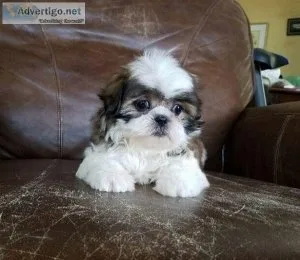 shih tzu puppies ready