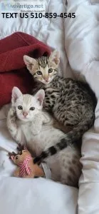Christmas Bengal kittens for sale ..