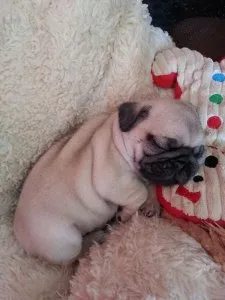 Pug puppies for sale near me| cheap pugs| pugs for sale near me|