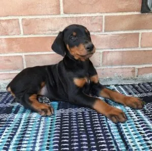 Male and female Doberman Pinscher puppies