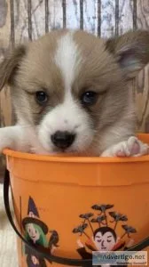 Akc Corgi&rsquos