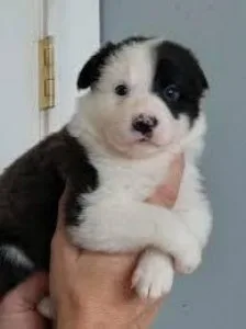 Border Collie pups