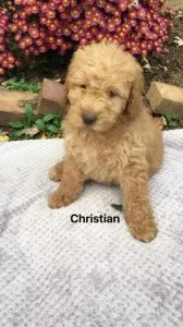 Christian