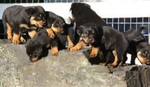 Well socialized Rottweiler puppies