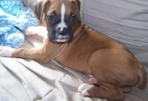 Male and female Boxer puppies