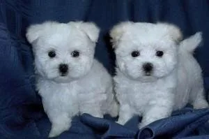 Beautiful Bear Face Maltese Teacup Available