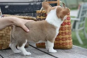 Home raised Pembroke Welsh Corgi puppies