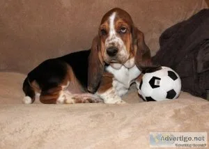 Adorable Basset Hound puppies