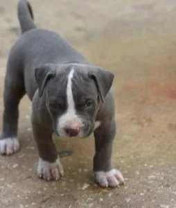 Healthy American Pit Bull Terrier puppies