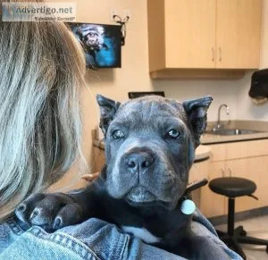 Cane Corso Puppies Now Ready