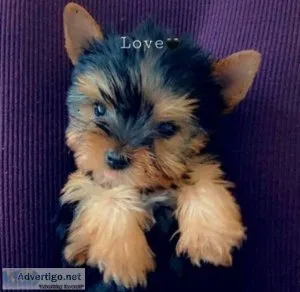 Purebred Tiny Yorkie Puppies For Sale