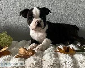 AKC Boston Terrier Puppies