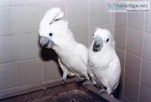 Supertame Cockatoos searching for new homes