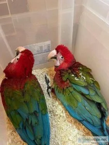 Hand Fed Green Wings Macaws searching for lovely home