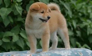 Purebred AKC Shiba Inu puppies.