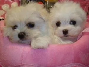 Special little Maltese puppies