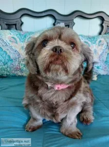 Shih-tzu Female 5yrs. old