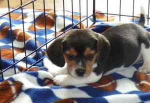 Potty Trained Beagle Puppies