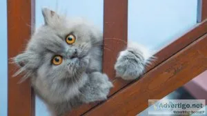 Persian Cat Price in Gurgaon