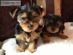 Gorgeous home trained Yorkiey babies for your home