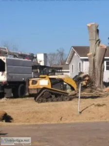 Tree and Stump Removal